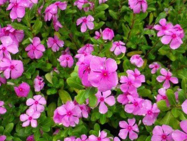 長(cháng)春花